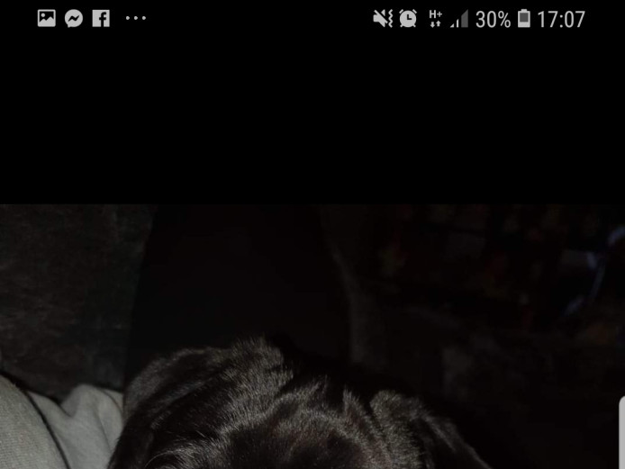 6 month old black pug Ralph 