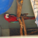 Wanted female macaw 