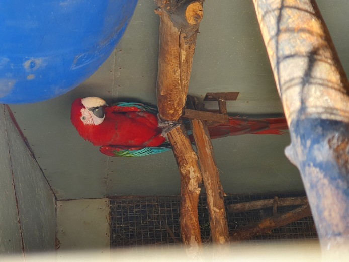 Wanted female macaw 