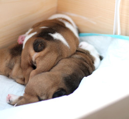 Pets  - Very Healthy and gorgeorse English Bulldog Pups Good-To-Go