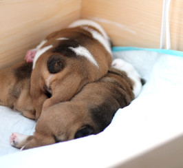 Very Healthy and gorgeorse English Bulldog Pups Good-To-Go