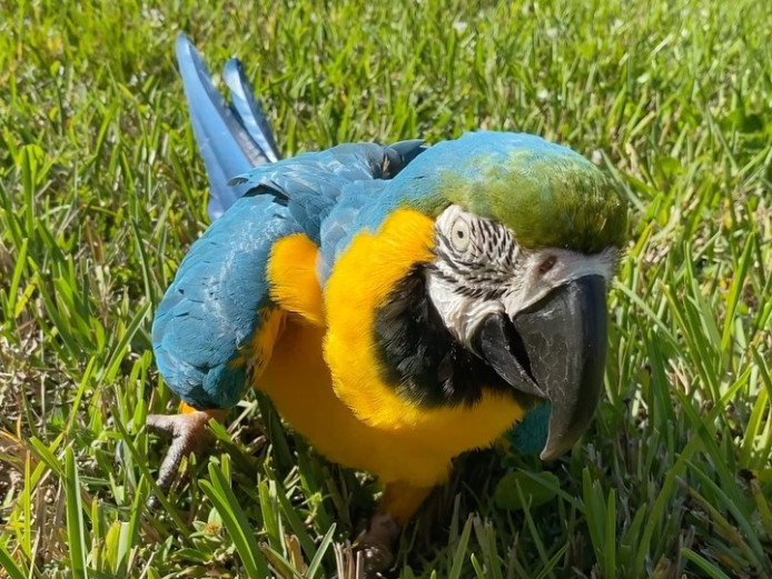Blue and Gold Breeding Pair Macaw