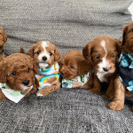 Cavapoo puppies for sale 