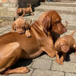  Visits Now Available KC Registered Hungarian Vizsla puppies -