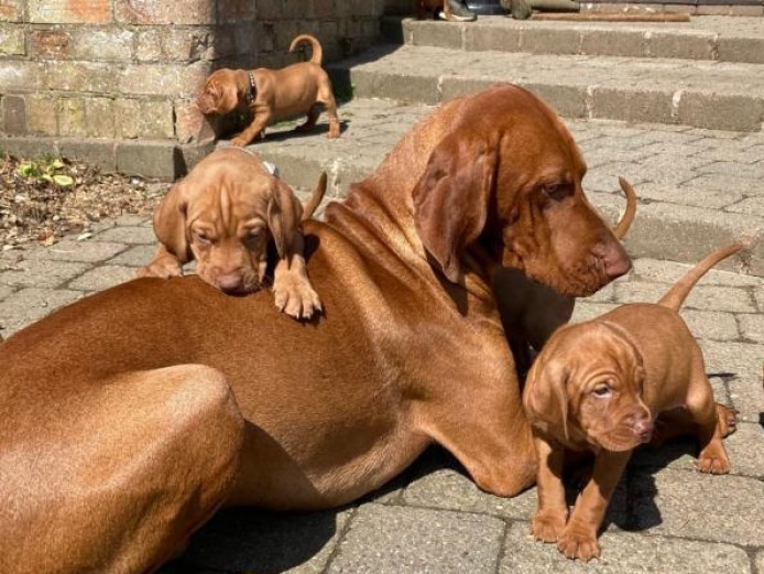  Visits Now Available KC Registered Hungarian Vizsla puppies -