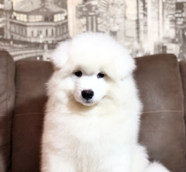 Pets  - Samoyed male for sale