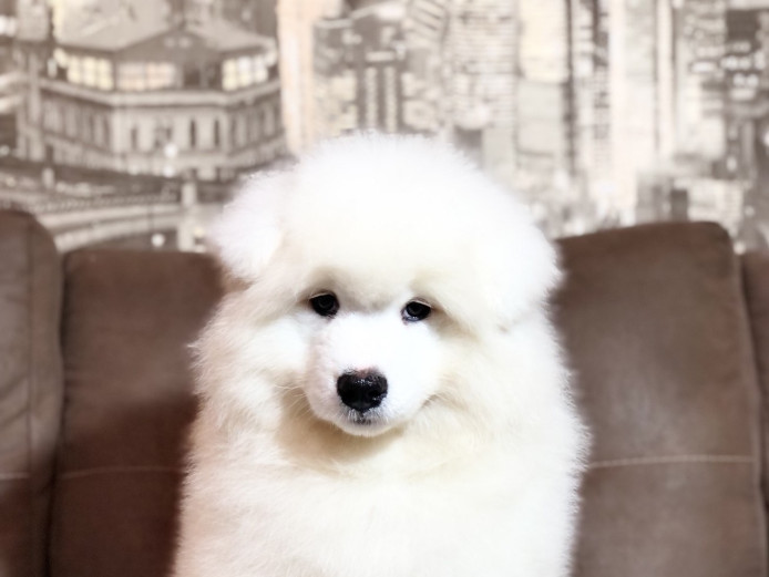 Samoyed male for sale