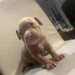XL BULLY PUPS LOOKING FOR FOREVER HOME