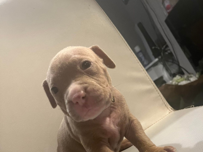 XL BULLY PUPS LOOKING FOR FOREVER HOME