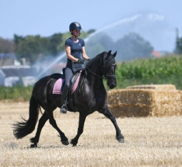 1st Pedigree 7 years Old FRIESIAN Gelding With Amazing Personality.