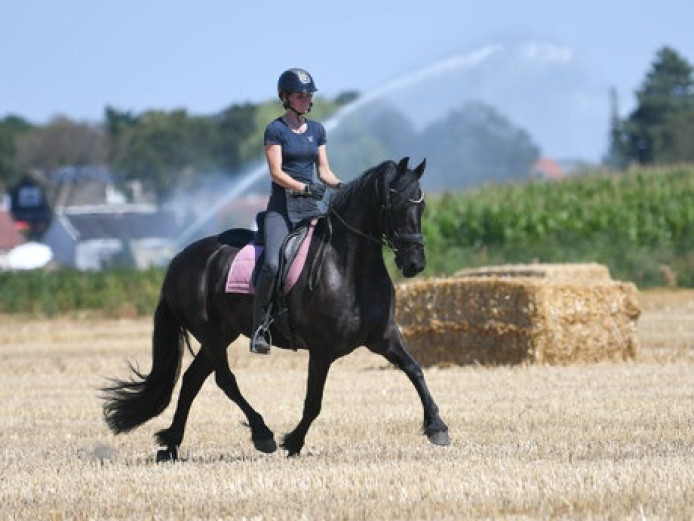 1st Pedigree 7 years Old FRIESIAN Gelding With Amazing Personality.