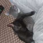 3 cats need rehoming as moving and cant take them with me