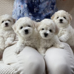 Lovely Bichon Frise puppies