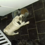Playful 2year old female pug for sale still able to have pups