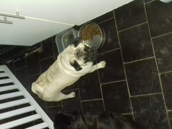 Playful 2year old female pug for sale still able to have pups