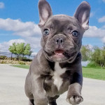 Pedigree French Bulldog puppies for sale