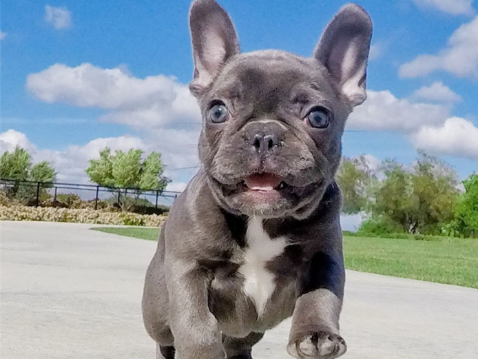 Pedigree French Bulldog puppies for sale