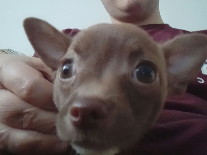 Chihuahua for sale 