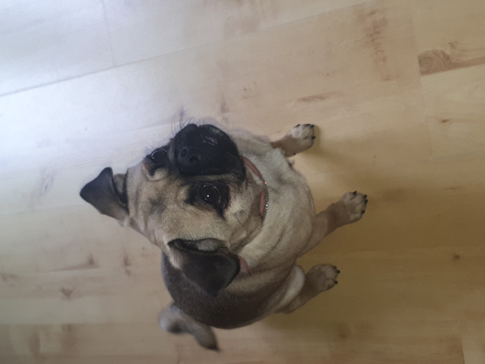 7 month old pug for sale 