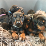 Beautiful Doberman Puppies For Sale