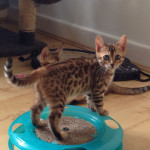 Stunning Tica Bengal Kittens - Spotted & Marbled for Sale