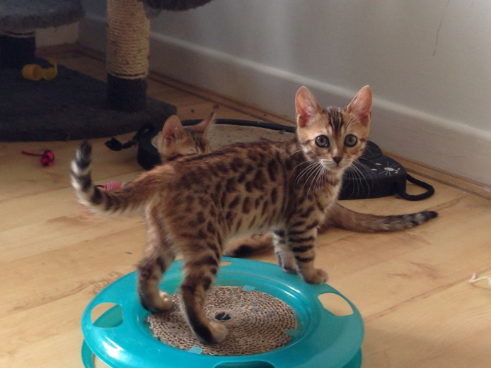 Stunning Tica Bengal Kittens - Spotted & Marbled for Sale