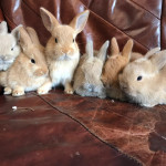 Min lop x netherland dwarf rabbits, ready 13th july