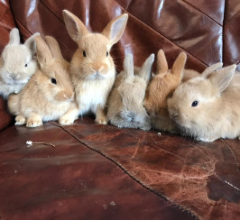 Min lop x netherland dwarf rabbits, ready 13th july