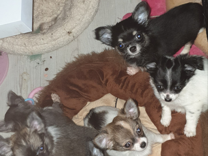 Kc reg chihuahua puppies available end of July. Fully vaccinated, chipped. Confident, playful little pups