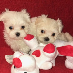 Maltese puppies looking for forever home!