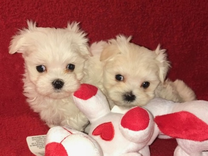 Maltese puppies looking for forever home!