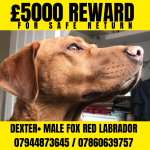 £5000 REWARD - STOLEN FOX RED LABRADOR 