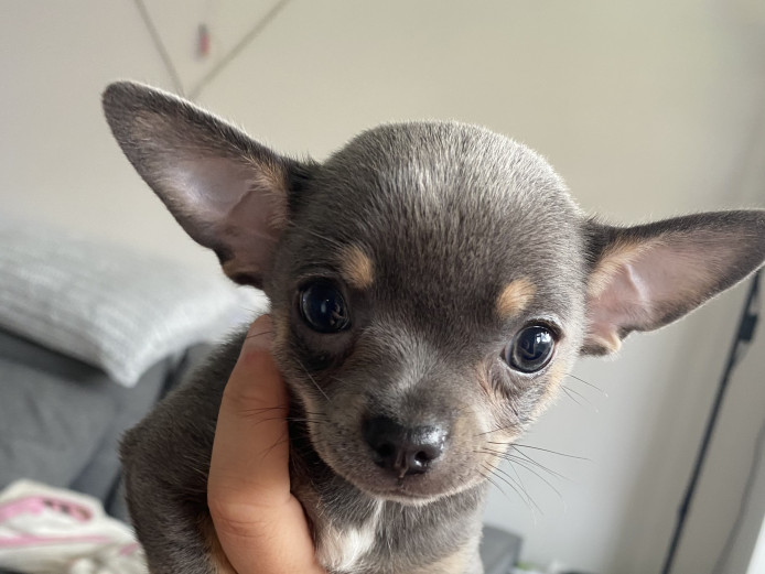 Beautiful blue Chihuahua boy.