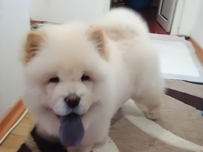 Chow Chow Puppy (Male, Cream, 4 Months)