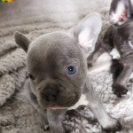 French bull dog puppies 