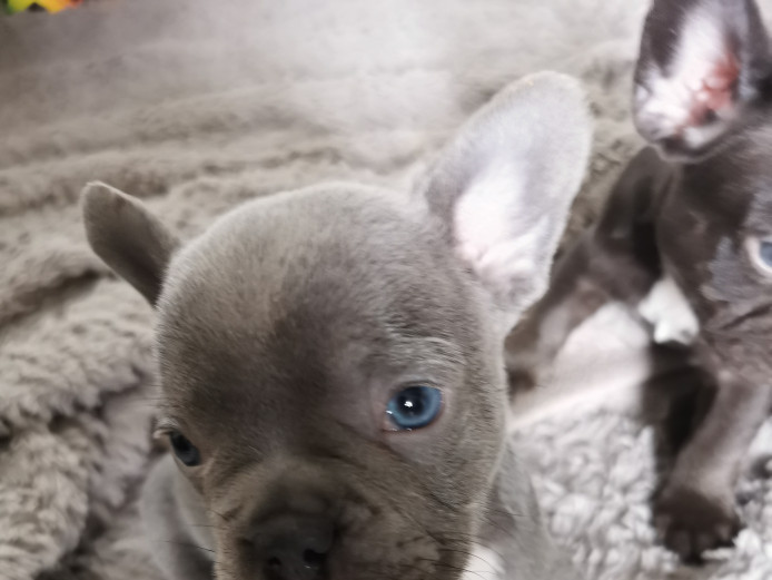 French bull dog puppies 