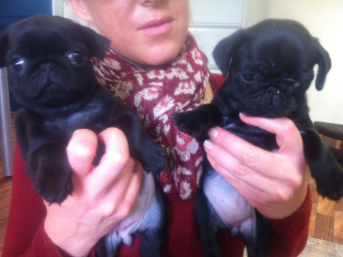 Fawn and Black Pug Puppies for Sale