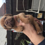 Outstanding Pups For sale