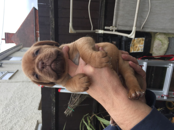 Outstanding Pups For sale