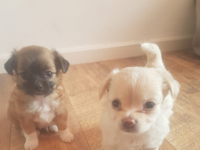 Pedigree Chihauhau puppies for sale 