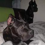 5months cane Corso 2females and 1 male