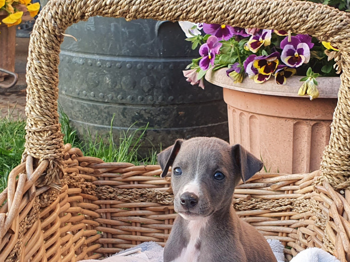 Kc registered whippet puppies 