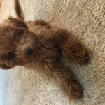 Red toy poodle 