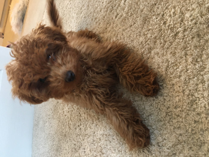 Red toy poodle 