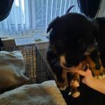 Collie puppies for sale (all female)