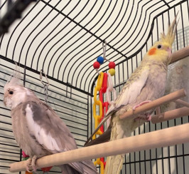 2 x beautiful cockatiels for sale + cage & stand