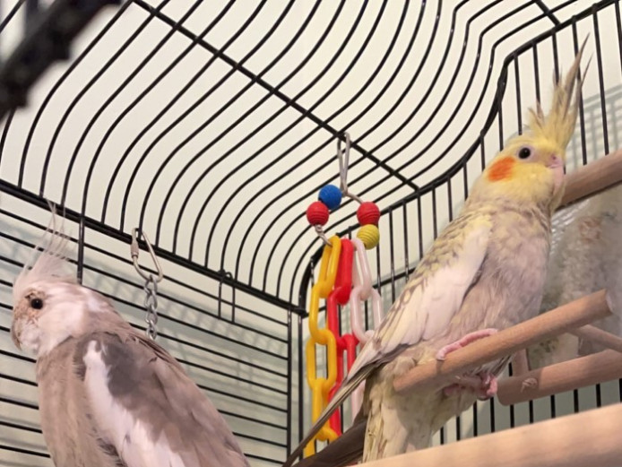 2 x beautiful cockatiels for sale + cage & stand