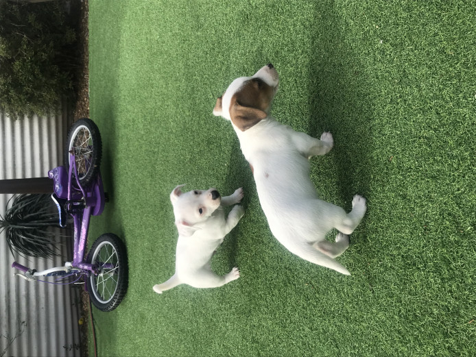 Jack Russell  puppies 