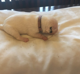 Pets  - KC Registered English Bull Terrier Puppies