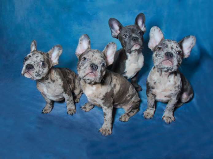 Puppies - Blue french bulldogs